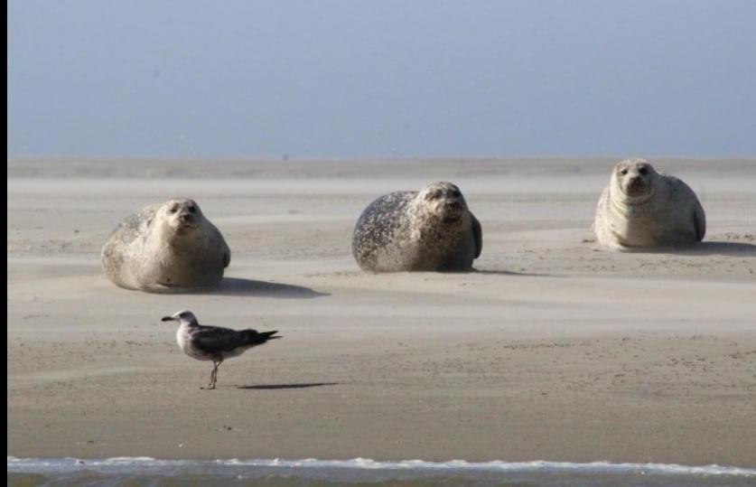 Gite Baie De Somme Cayeux-sur-Mer Extérieur photo
